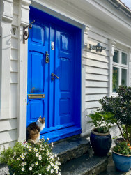 BlueDoorCat188