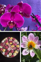 Silk IntentionsTriple133