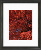 RedAutumnVert