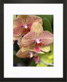 OrchidsStriped133