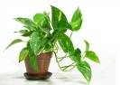 Feng Shui Friendly House Plants