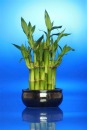 Lucky Bamboo House Plant